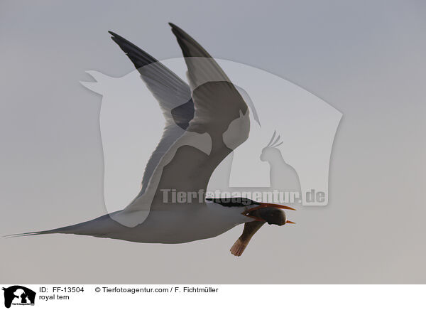 Knigsseeschwalbe / royal tern / FF-13504