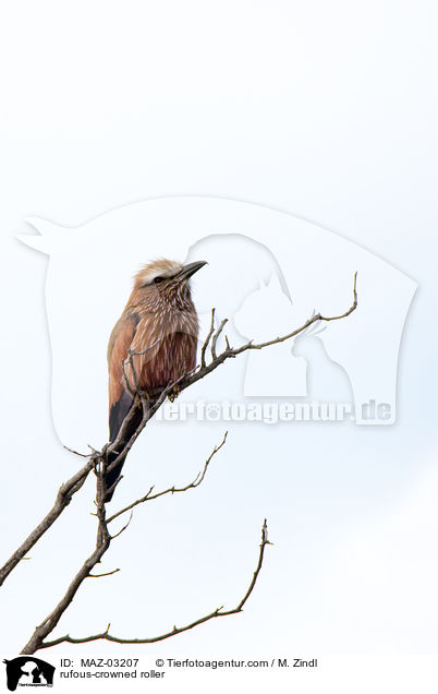 rufous-crowned roller / MAZ-03207