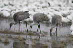 Sandhill Crane when searching for food