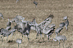 Sandhill Cranes