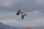 flying Sandhill Crane