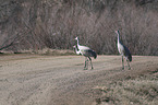 walking Sandhill Cranes