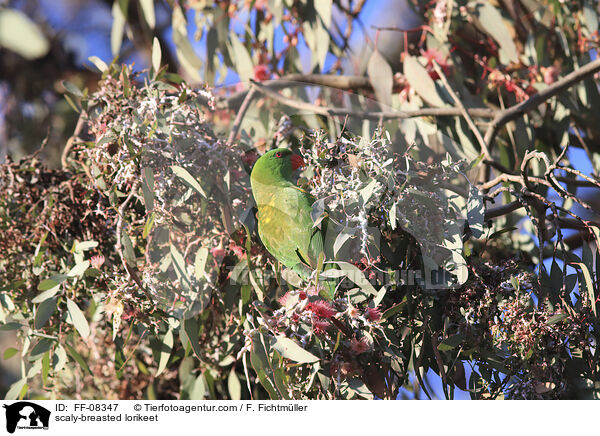 scaly-breasted lorikeet / FF-08347