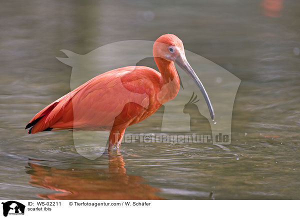 scarlet ibis / WS-02211