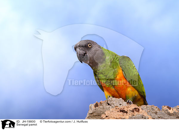 Mohrenkopfpapagei / Senegal parrot / JH-19800
