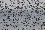 European starling