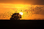 European starlings