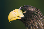 Stellers sea-eagle