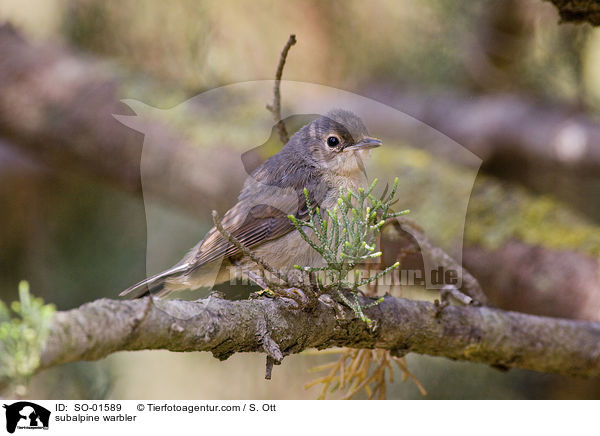 Weibartgrasmcke / subalpine warbler / SO-01589