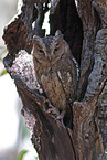 Torotoroka scops owl