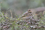 Tree pipit sitting on branch