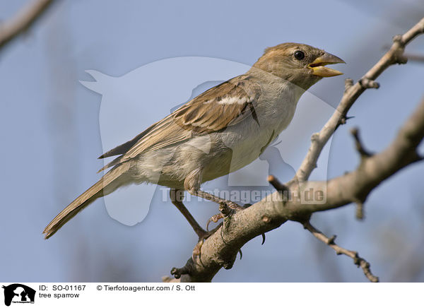tree sparrow / SO-01167