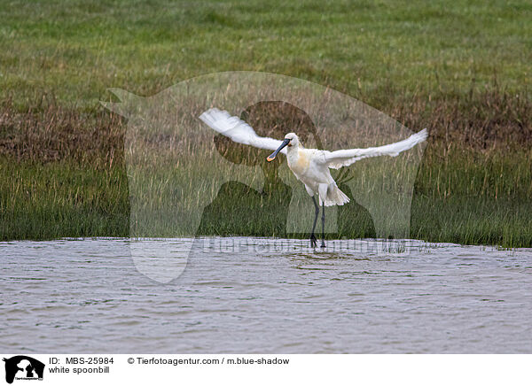 white spoonbill / MBS-25984