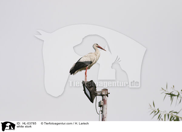Weistorch / white stork / HL-03785