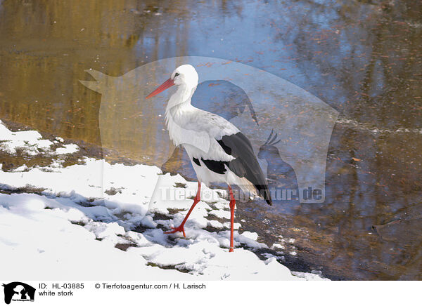 white stork / HL-03885