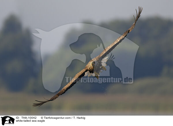 white-tailed sea eagle / THA-10042