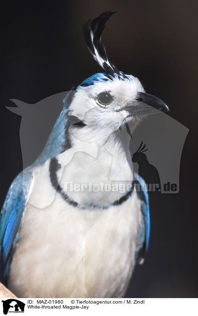 White-throated Magpie-Jay / MAZ-01980