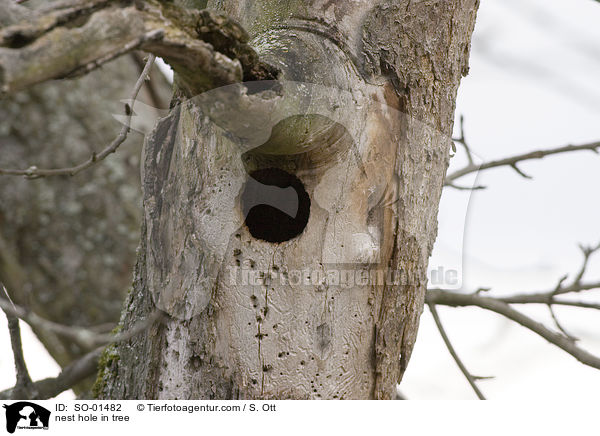 nest hole in tree / SO-01482