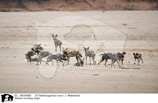 African hunting dogs / JR-04995