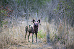 standing African Hunting Dog