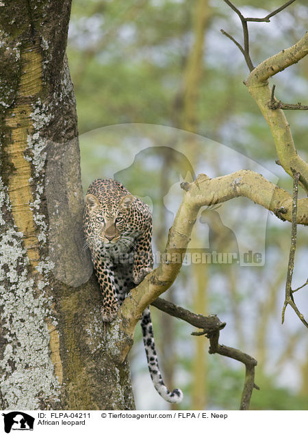 African leopard / FLPA-04211