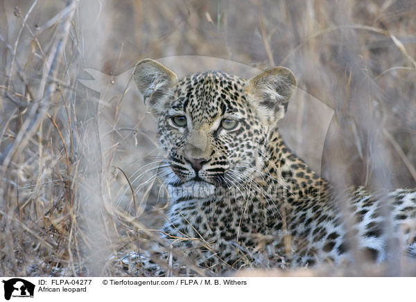 Afrikanischer Leopard / African leopard / FLPA-04277