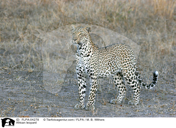 Afrikanischer Leopard / African leopard / FLPA-04278