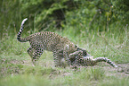African leopards
