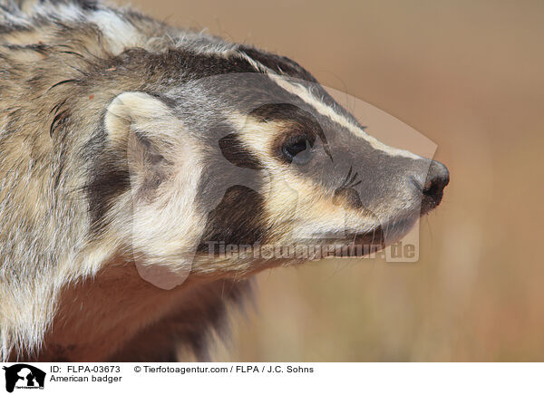 American badger / FLPA-03673
