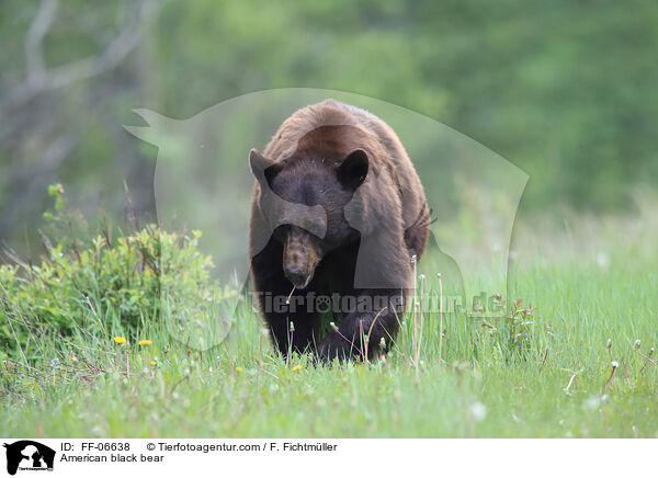 American black bear / FF-06638