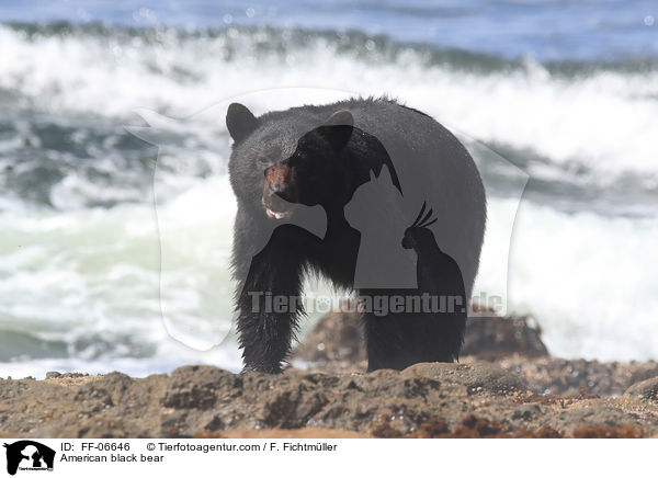 American black bear / FF-06646
