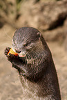 small-clawed otter