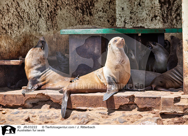 Australian fur seals / JR-03222