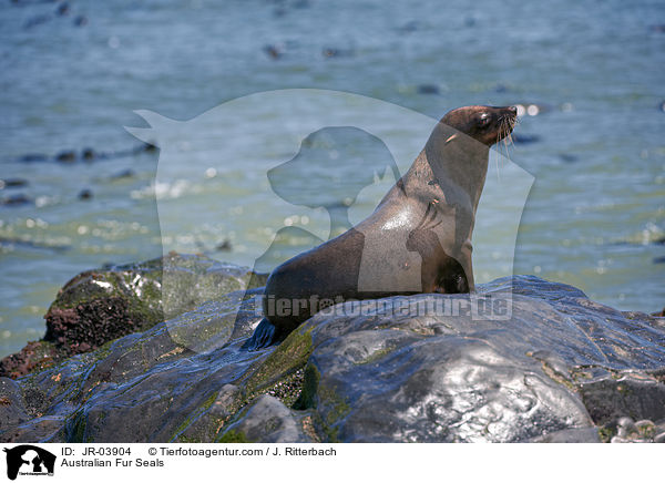Australian Fur Seals / JR-03904