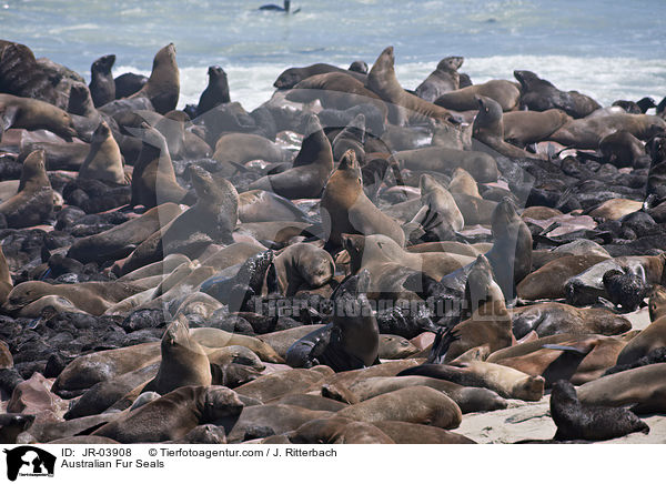 Australian Fur Seals / JR-03908