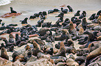 Australian fur seals