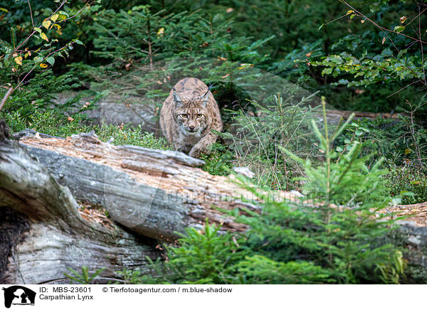 Carpathian Lynx / MBS-23601