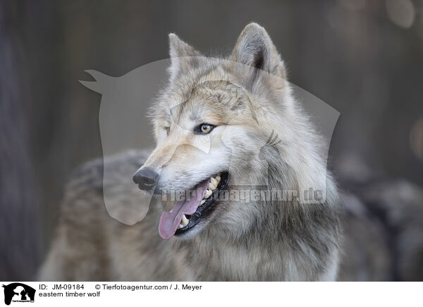 eastern timber wolf / JM-09184