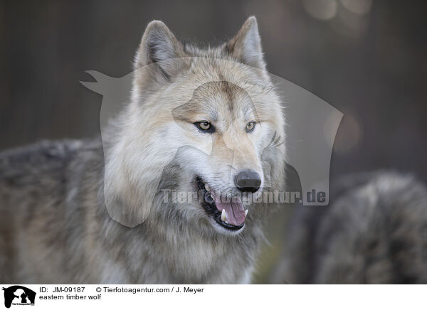 eastern timber wolf / JM-09187