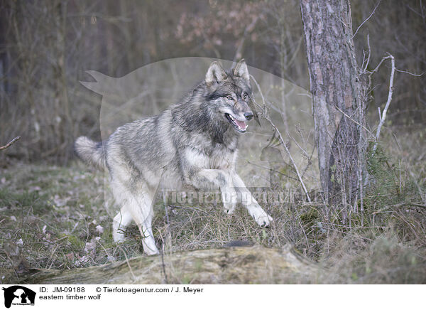 eastern timber wolf / JM-09188
