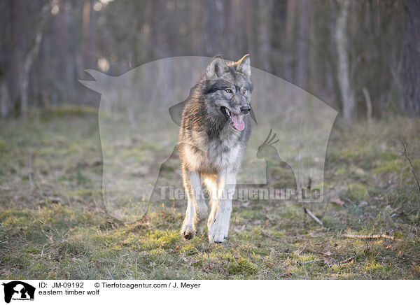 eastern timber wolf / JM-09192