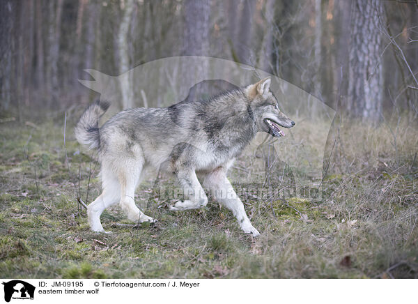 eastern timber wolf / JM-09195