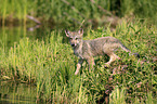 Eastern timber wolf