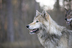 eastern timber wolves