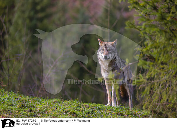 eurasian greywolf / PW-17276