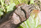 European badger paw