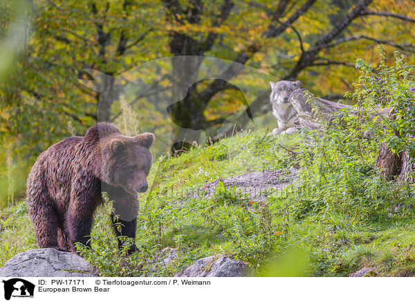European Brown Bear / PW-17171