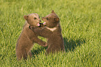 young brown bears