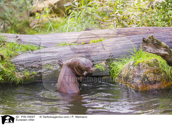 Eurasian otter / PW-16697