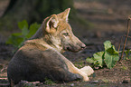 lying European wolf cub